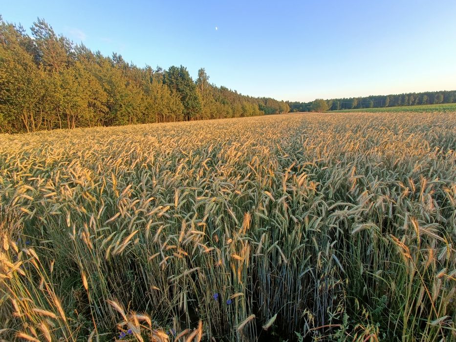 Sprzedam słome żytnia belka 130 sezon 2025
