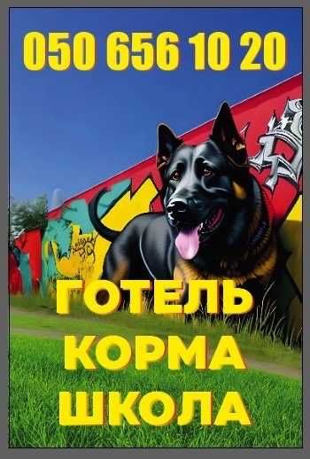 ВИХОВАННЯ вашого улюбленця .. ДОПОМОГА та ВІДПОВІДІ для ВАС та СОБАК