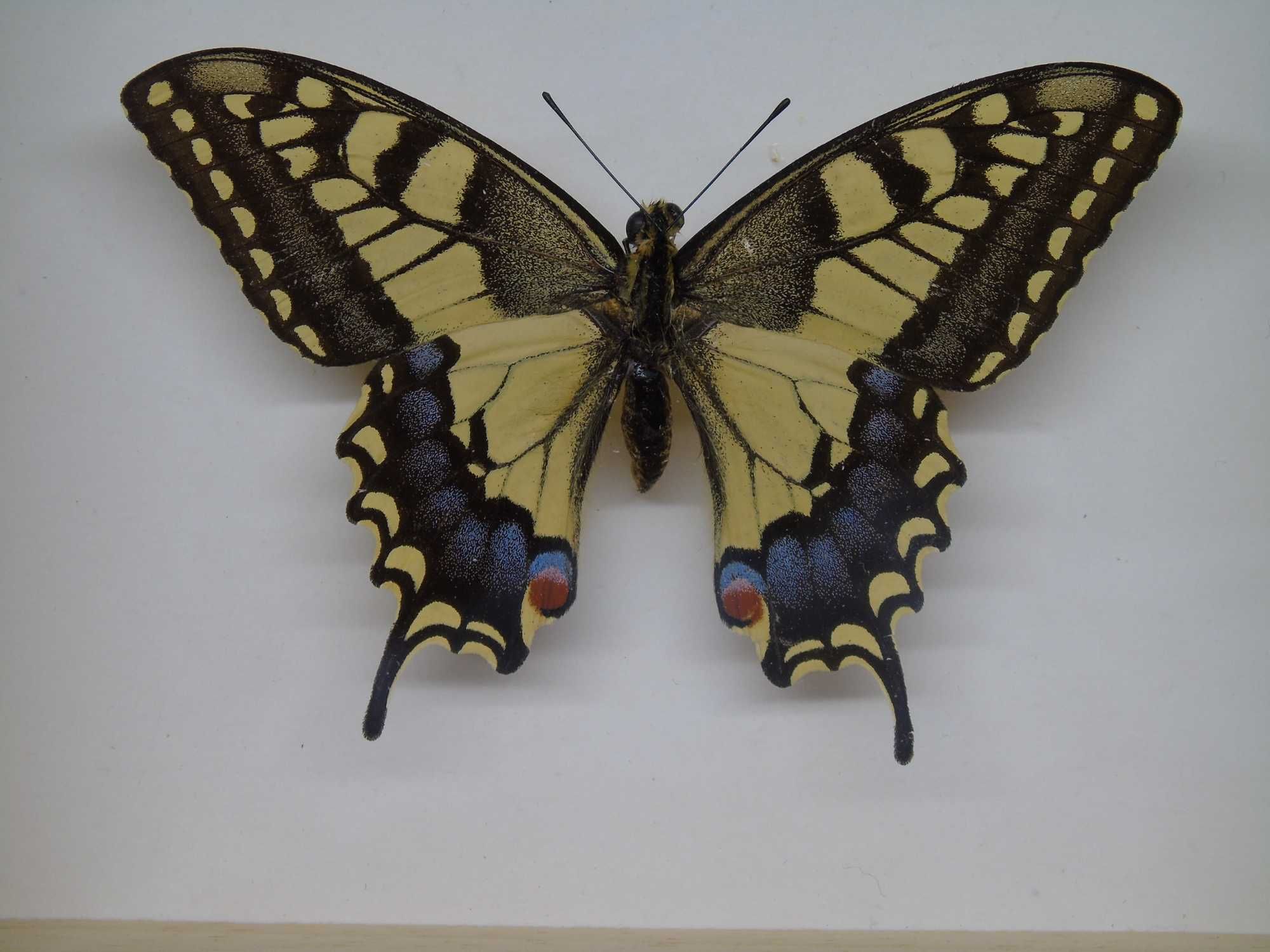 Motyl w ramce 10 x 12 cm . Paź królowej - Papilio machaon .
