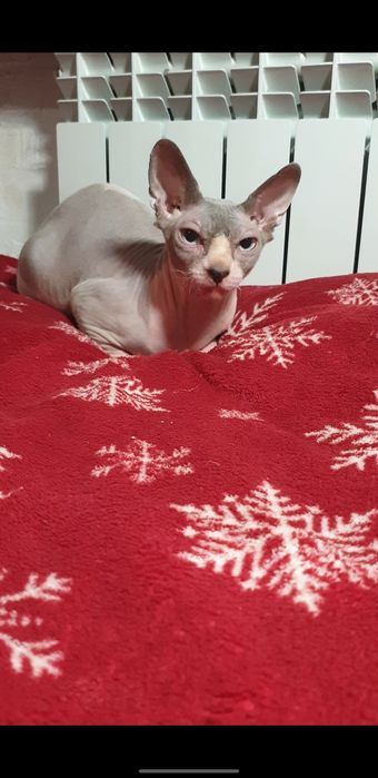 Канадський сфінкс хлопчик 7500