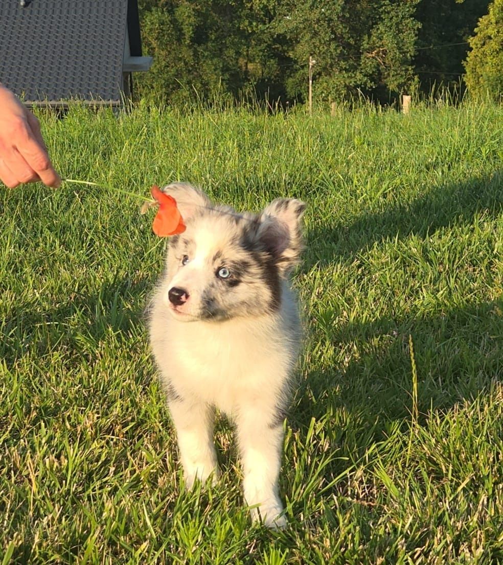 Border collie niebieskooki piesek po Championach ZKwP/FCI
