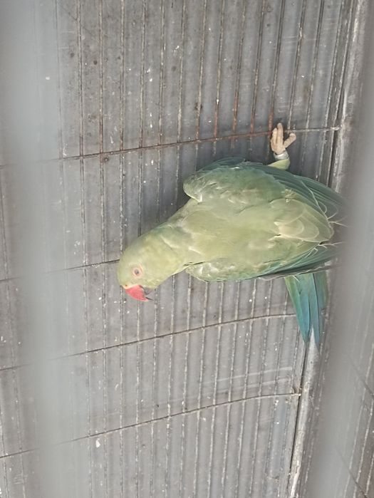 Aves, piriquitos, canários, caturras, kakari