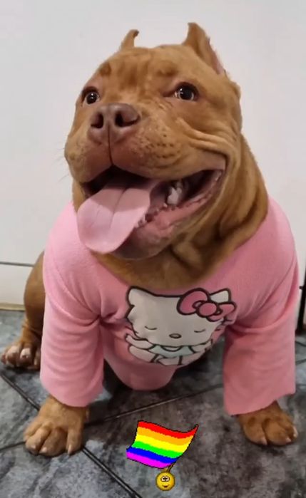 Bully para Montas,queres  namorar comigo ?