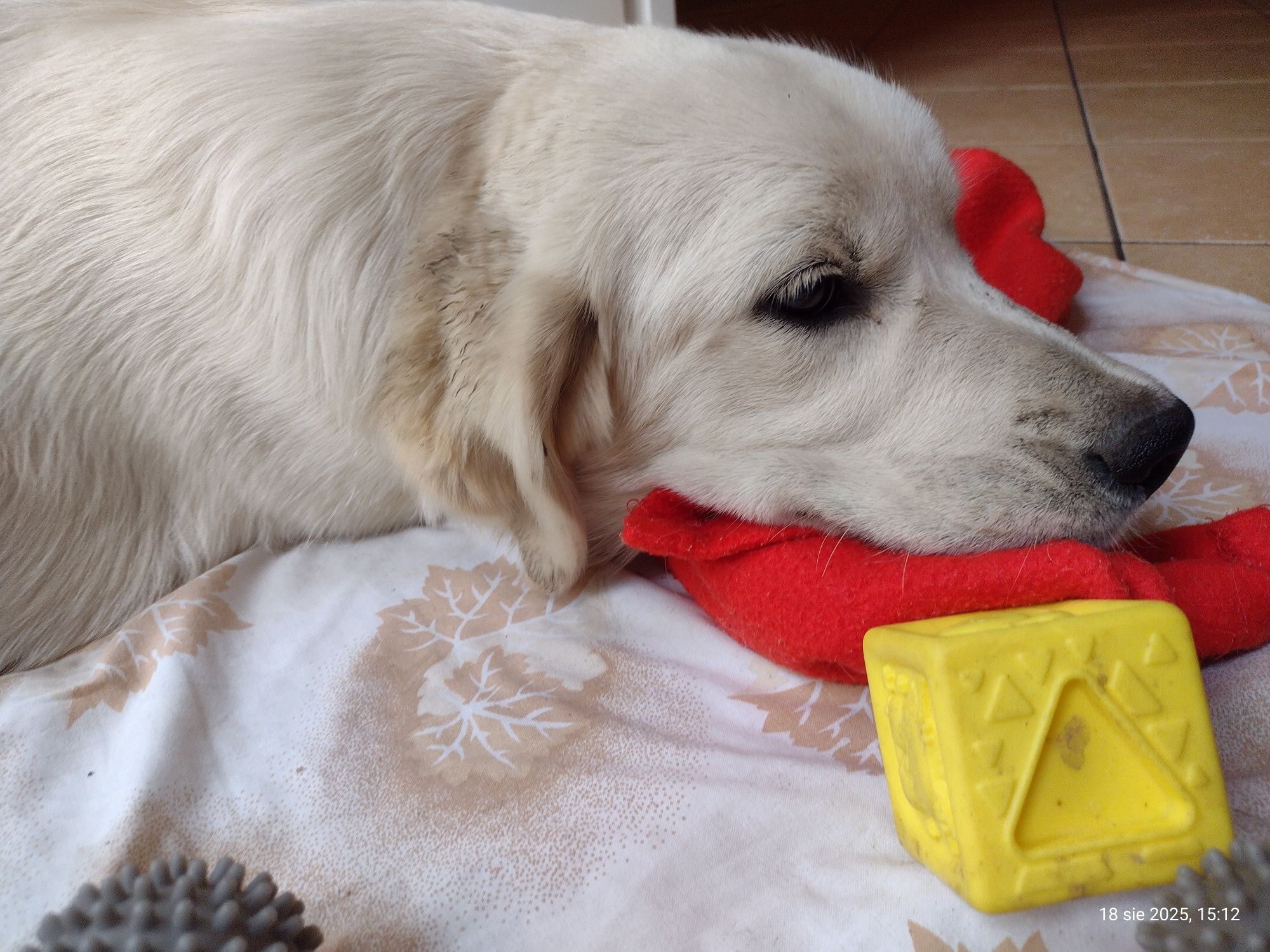 Golden Retriever suczka ZKwP/FCI