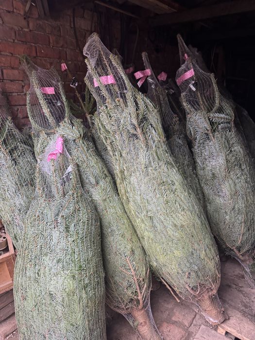 Ялинка жива новорічна наявності