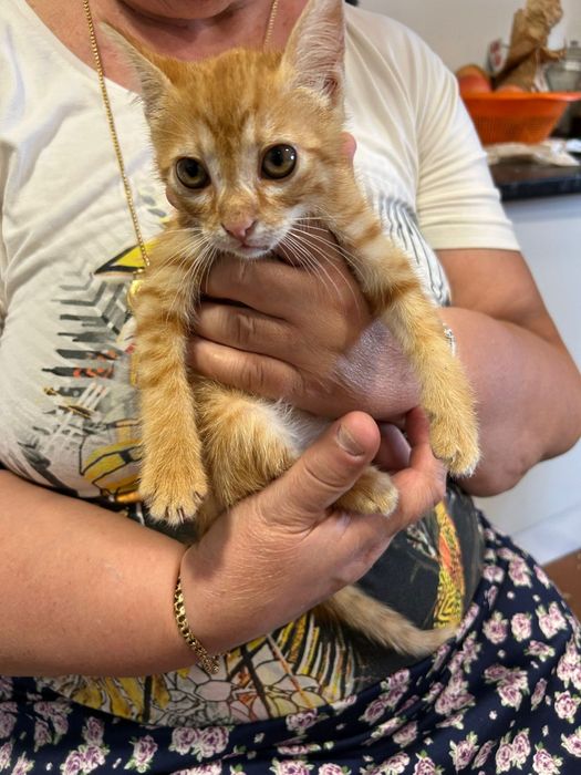 Gatinhos para dar