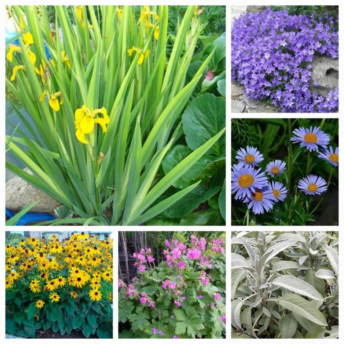 Хосты, Клематисы, морозники императа, мискантусы.и др.  многолетники