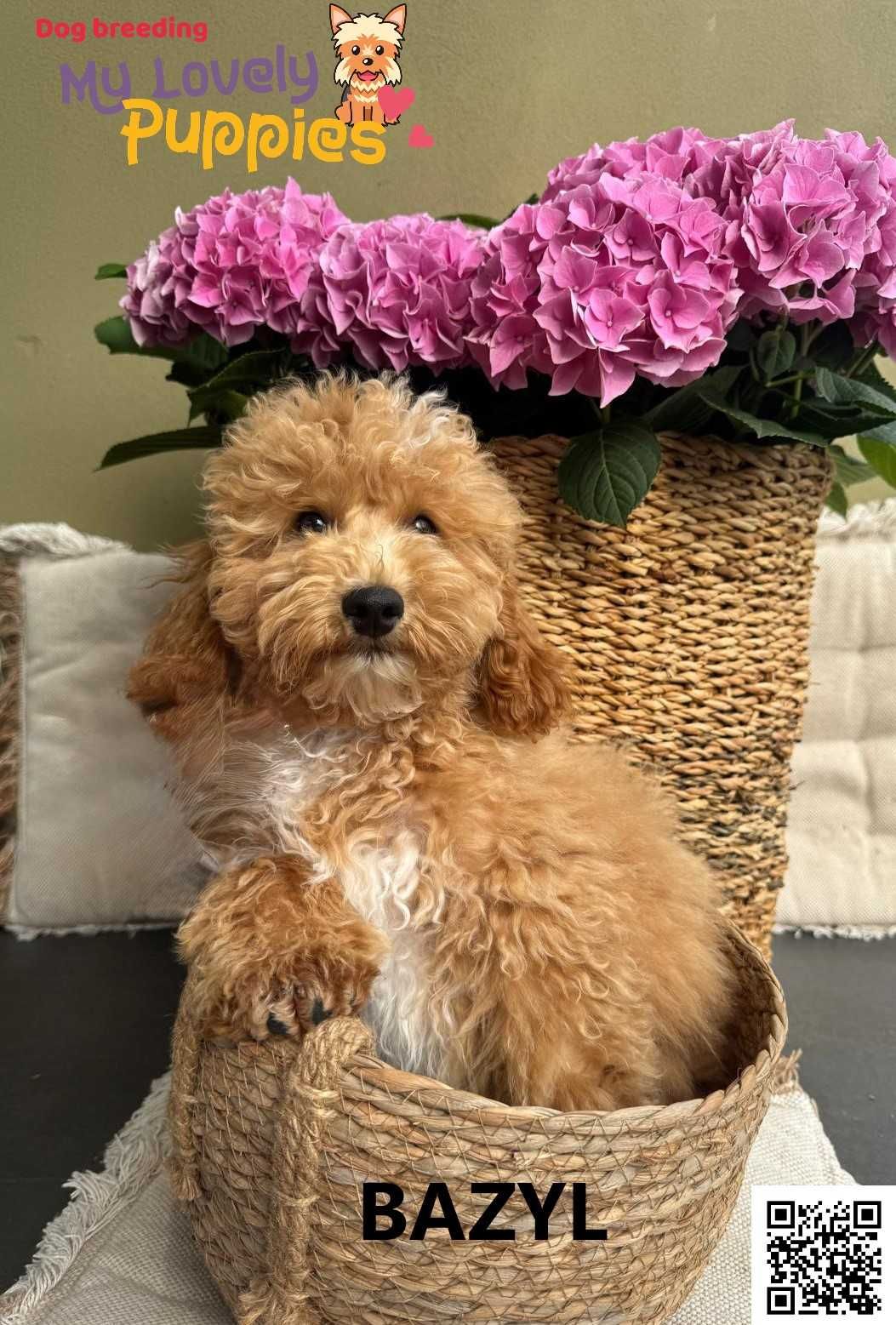 Cockapoo, śliczny chłopiec Bazyl