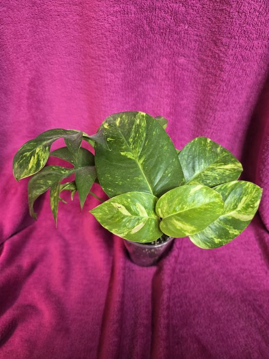 Epipremnum pinnatum ’Cintho Goldfinger’