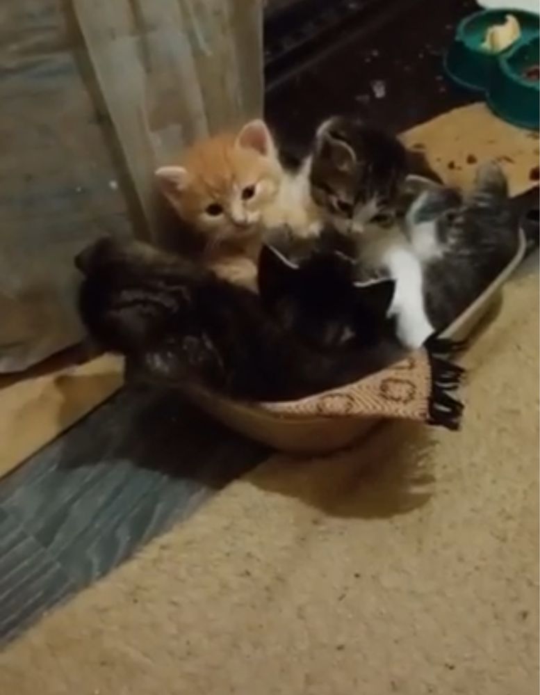 Котенята шукають родину. БЕЗКОШТОВНО