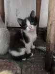 Kocurek do adopcji