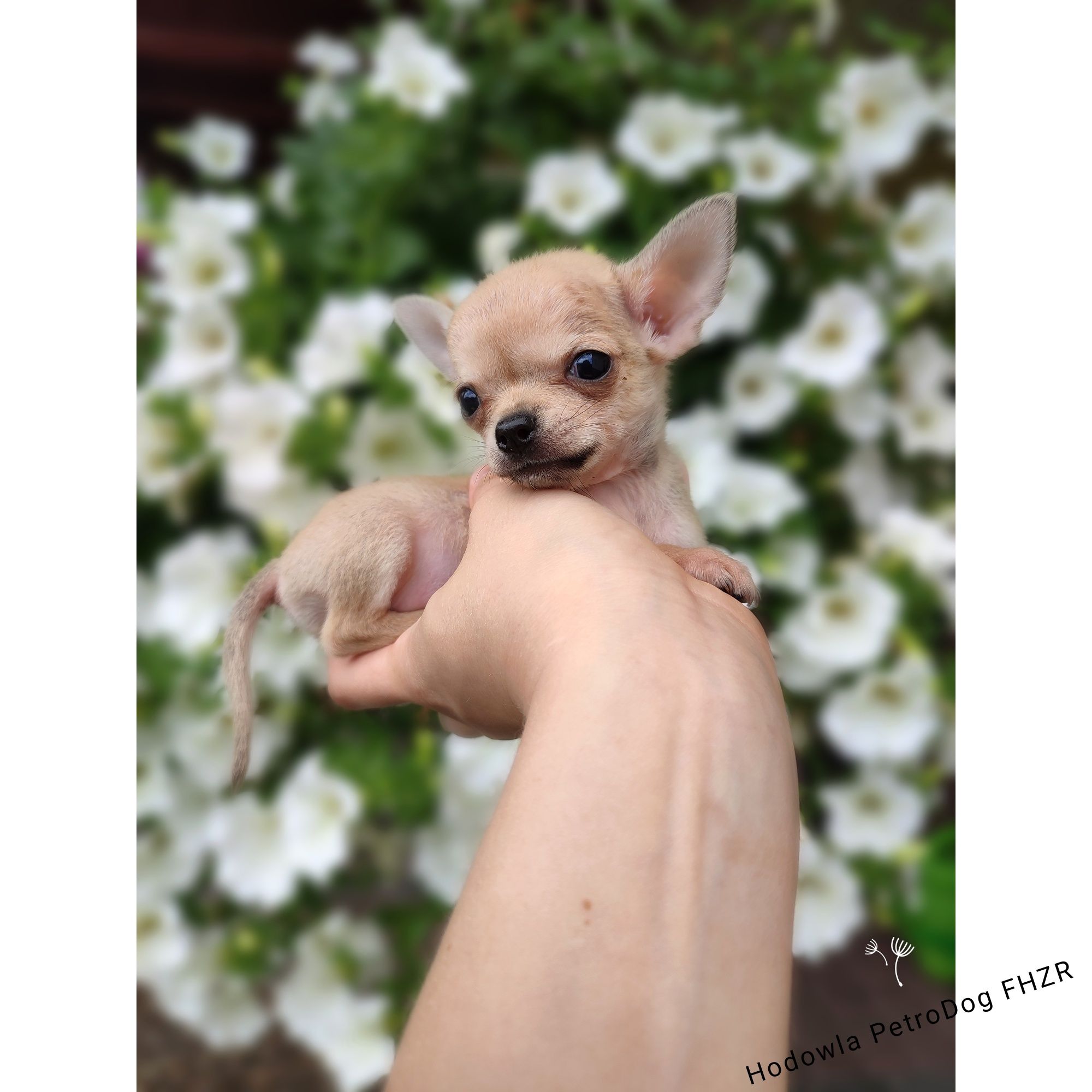 Chihuahua piesek xxs 450g gotowy do odbioru