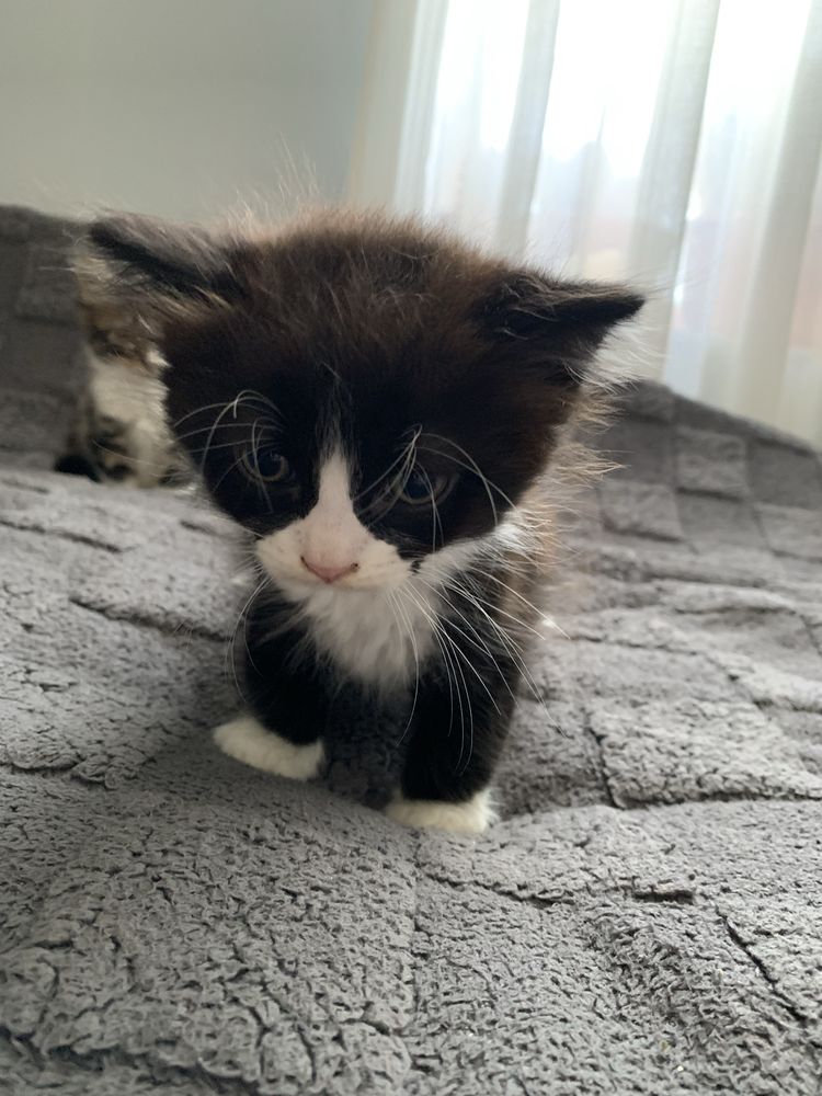 Кошенята , котики