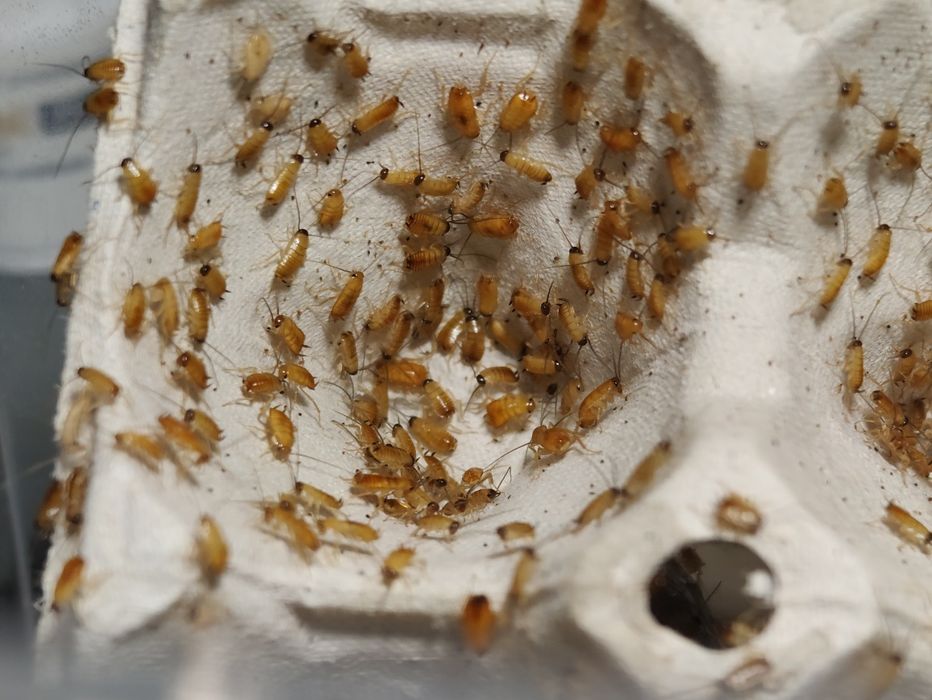 Karaczan turecki. Karmówka. Każdy rozmiar.