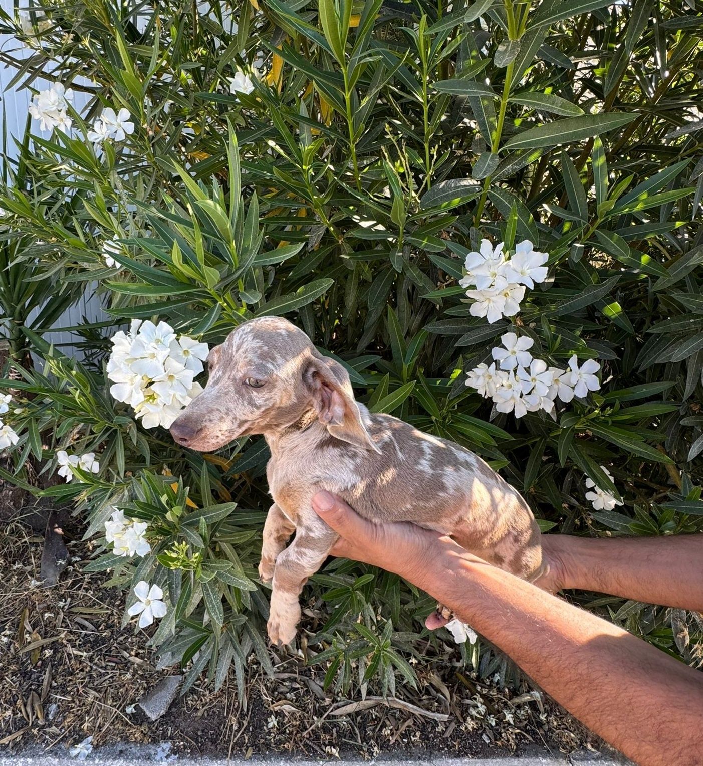 Teckel Chocolate Merle Macho