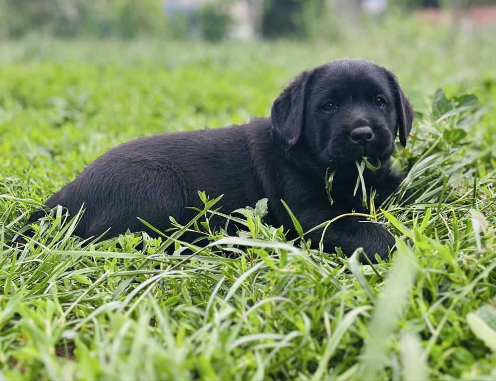 Labrador Retriever czarny piesek ZKwP/FCI