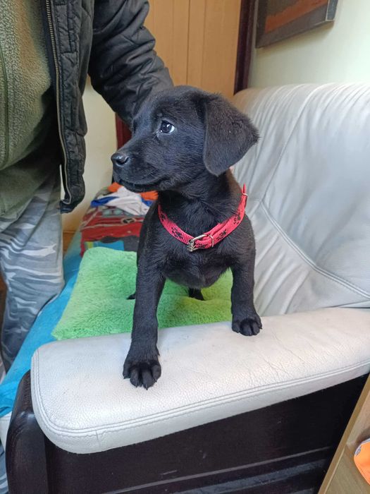 Labrador czarny szceniak