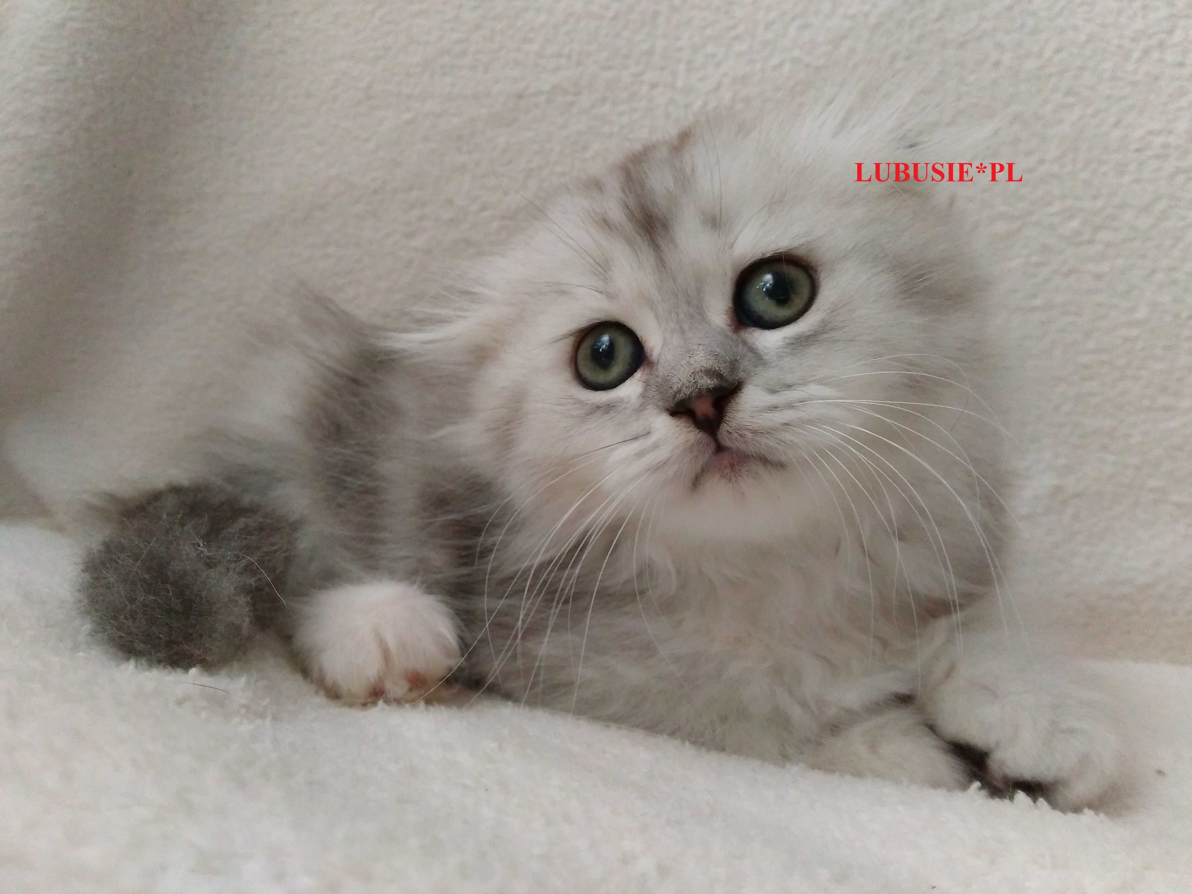 LUBUSIE*PL - kotka Szkocka Zwisłoucha Długowłosa, odbiór lipiec.