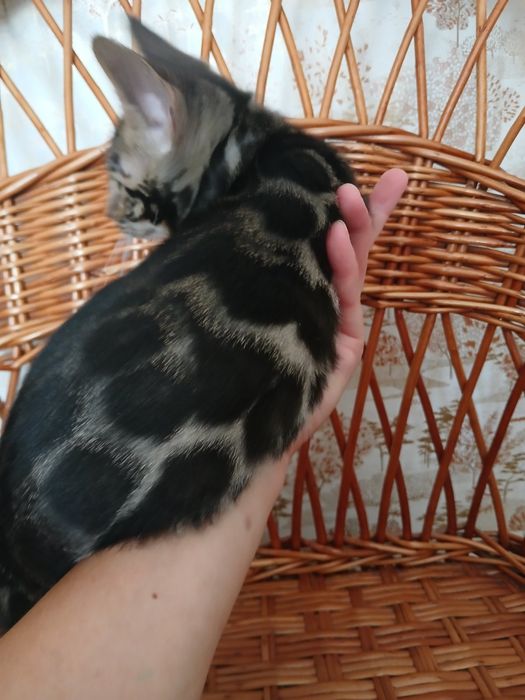 Шикарный бенгальский котик 3 мес