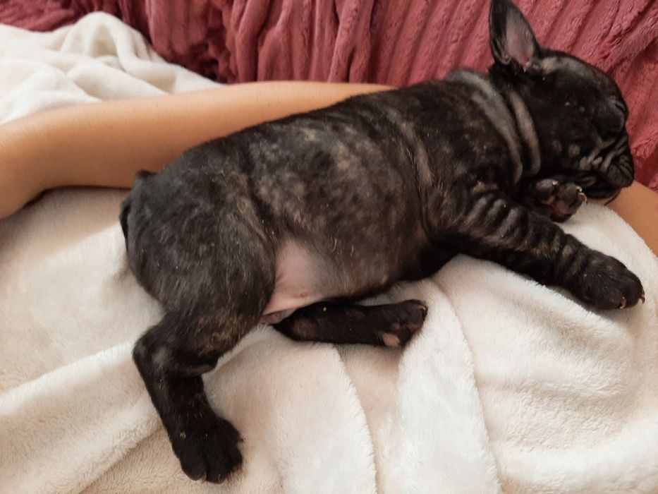 Buldog Francês brindle
