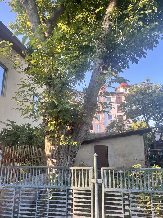 Дерево горіх (самоспил)