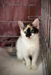 10-tygodniowe odratowane kociaki do adopcji