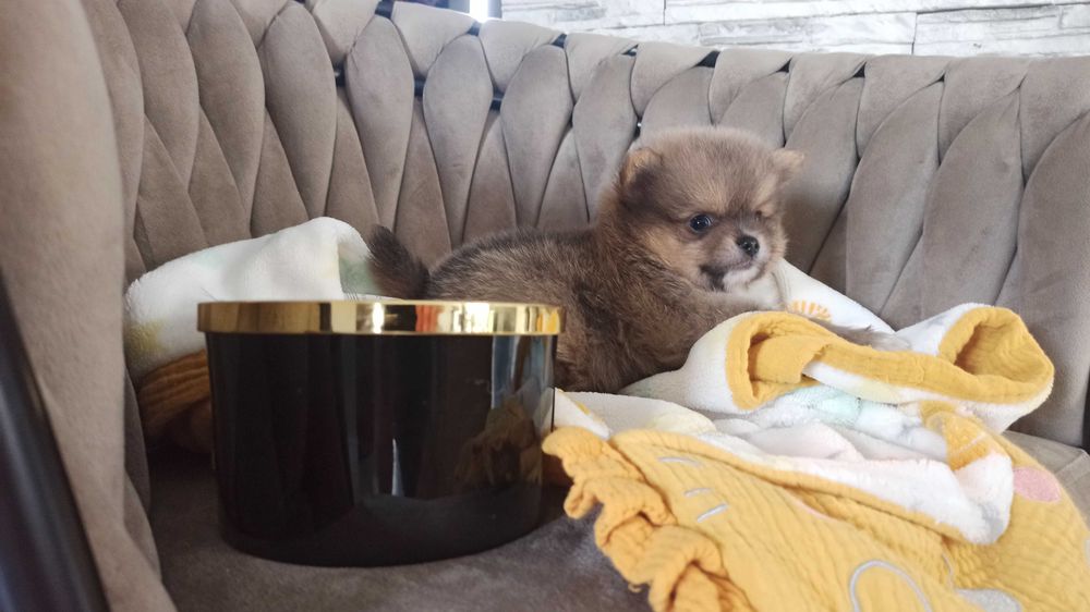 Pomeranian* szpic miniaturowy piesek ***mega slodziak