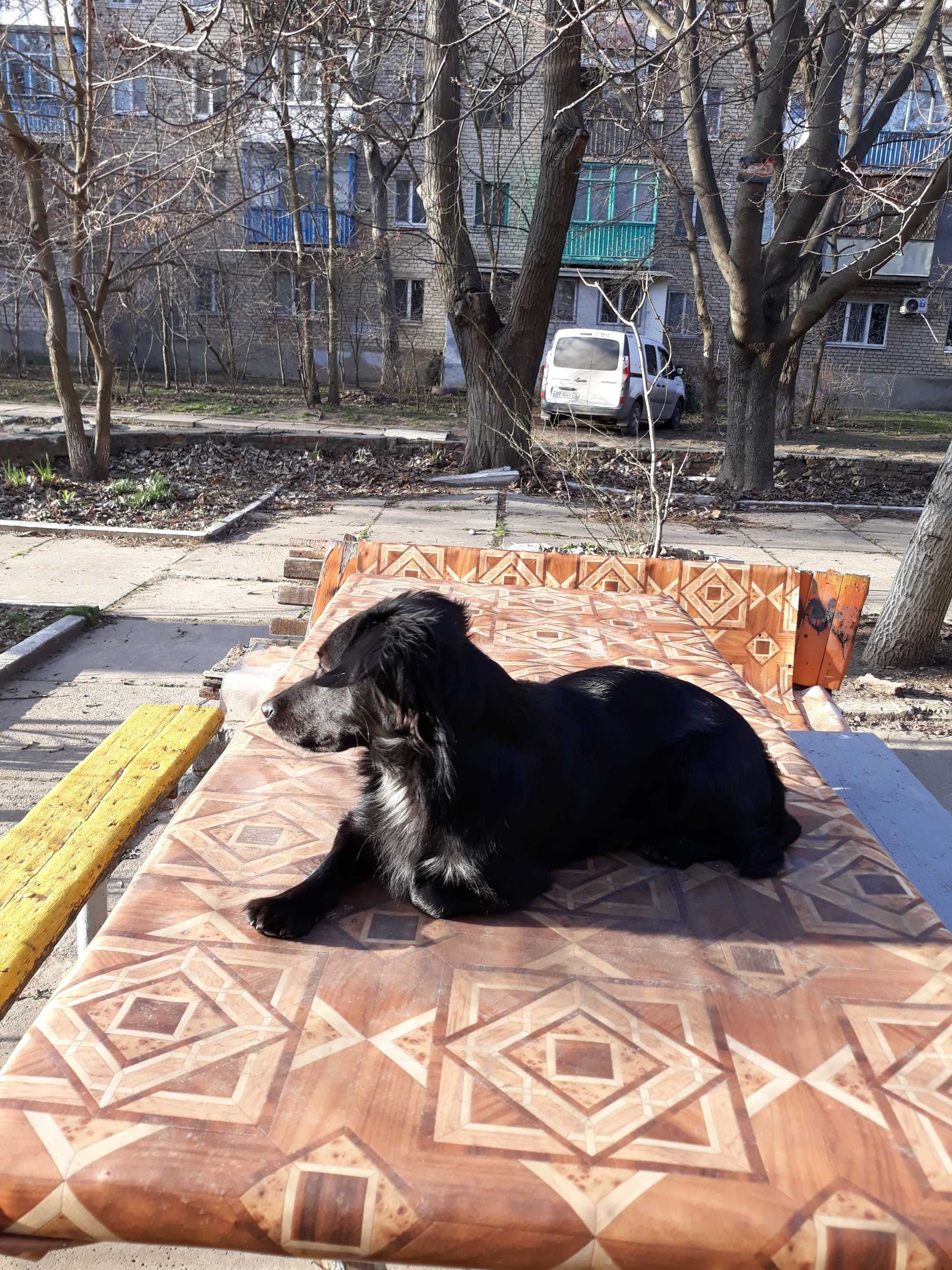 у кого то убежала эта собачка