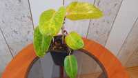 Philodendron 'Painted Lady’
