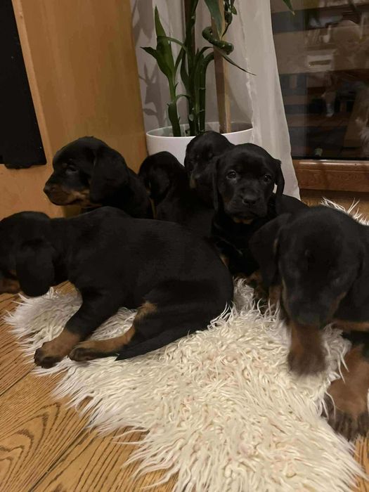 Polski gończy sczeniaki