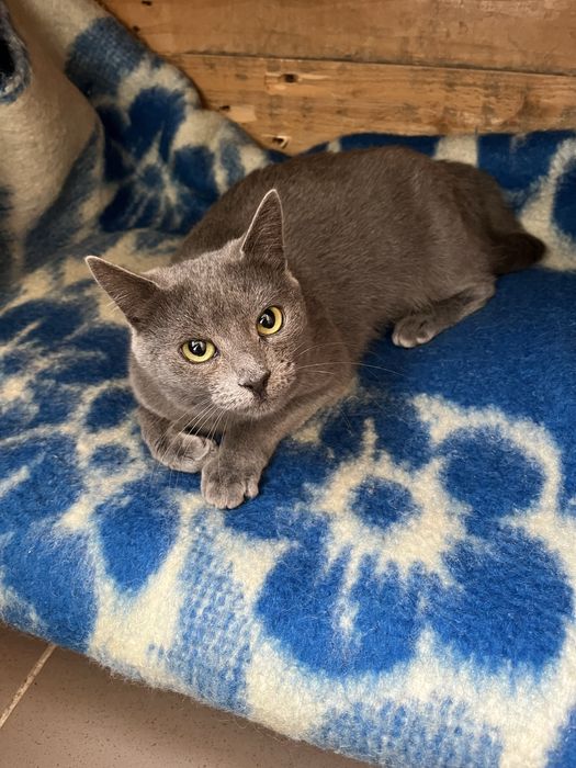 Кошечка стерилизована привита