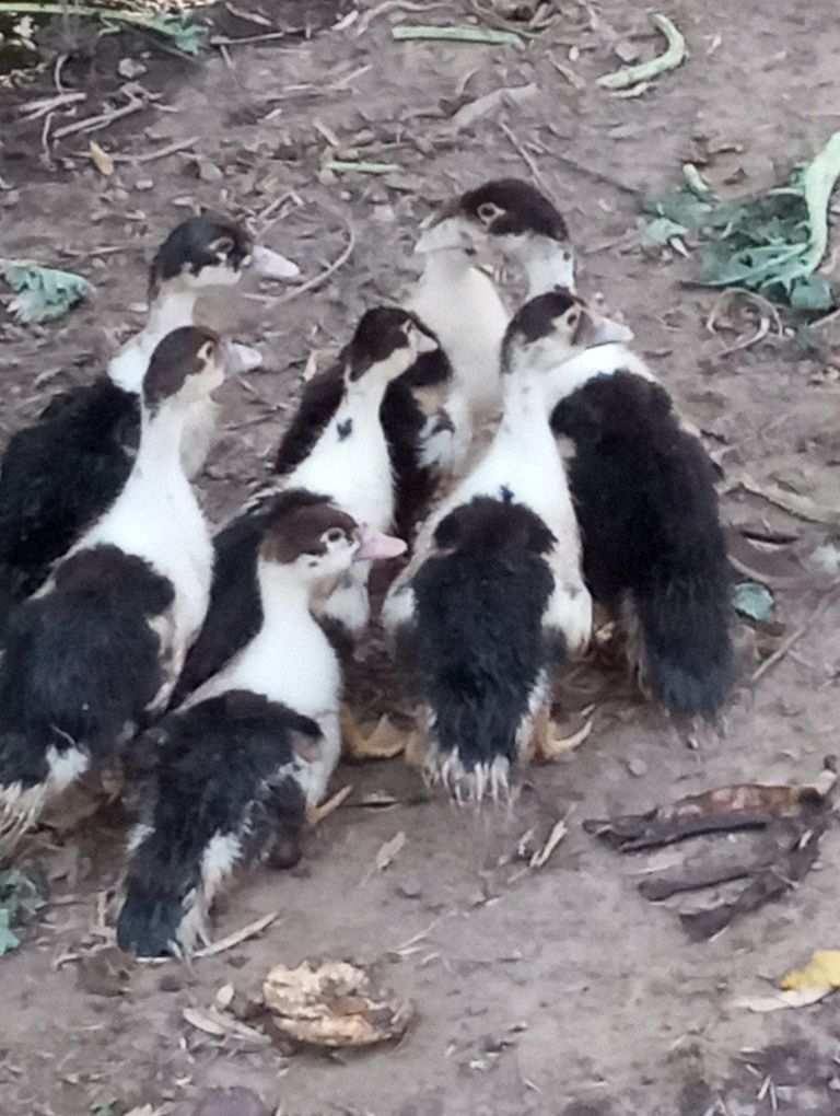 Para venda patos vários preços depende do tamanho