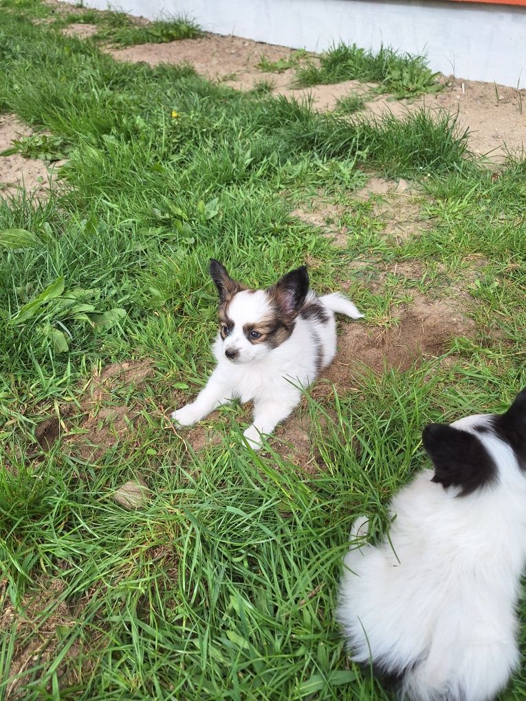 Papillon spaniel Kontynentalny chłopczyk sobolowy rudy