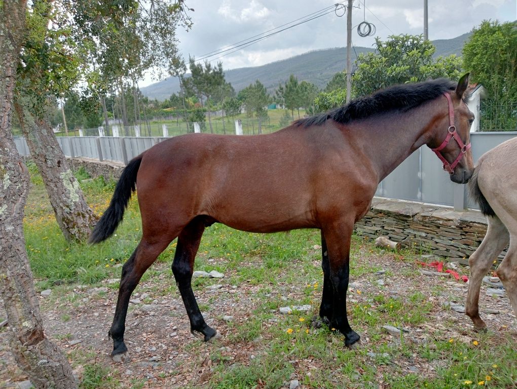 Poldro nobre   filho pais lusitanos 11 meses