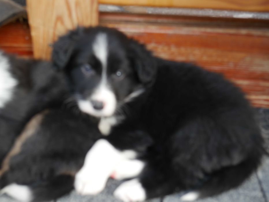 Border Collie - Piesek