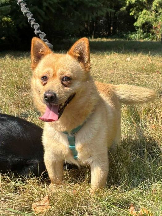 REKSIO i  PUMA urocze pieski szukają domu