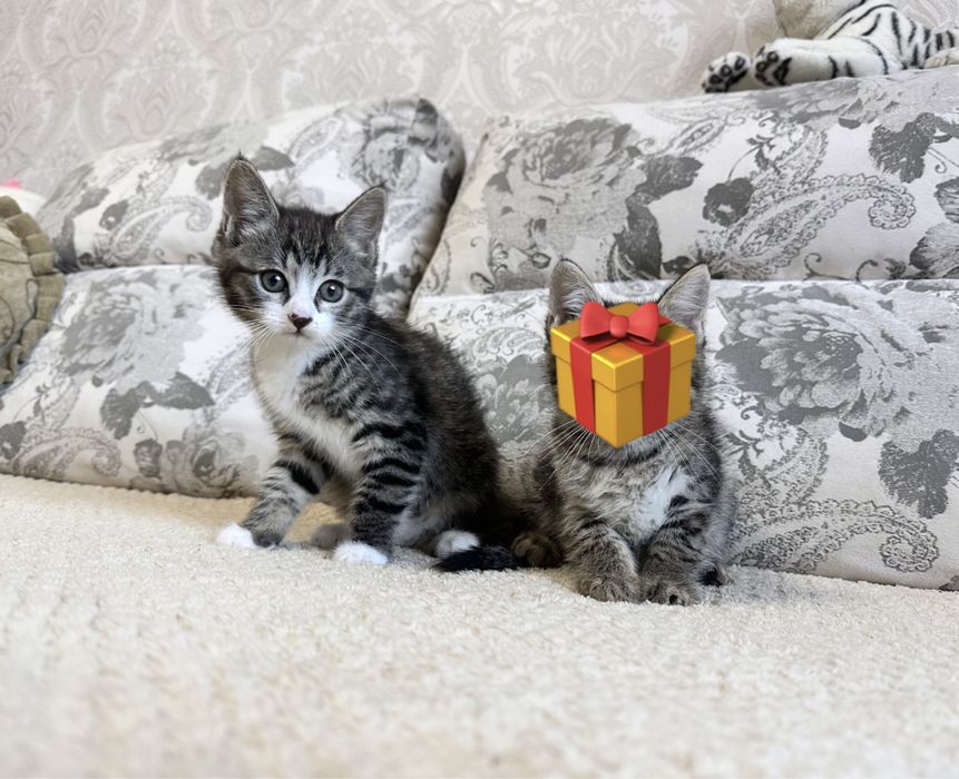 Классная детка Европейская