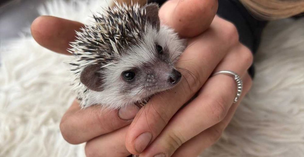 Jeż Jeżyk Jez Pigmejski - oswojone - gotowe do zmiany domu- transport