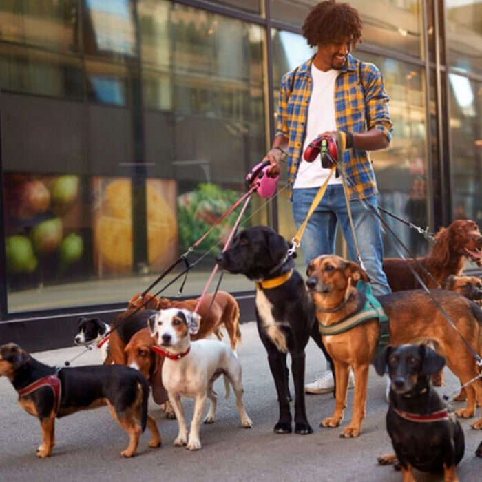 Passear Cães/ Dog Walking e Cuidadores