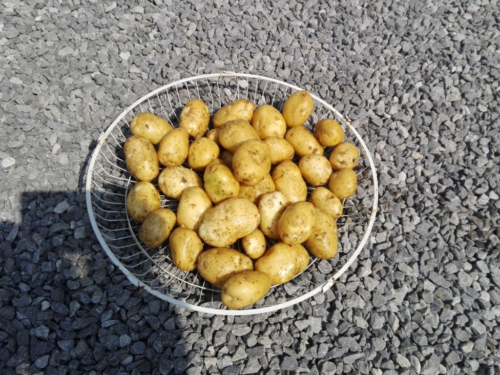 Ziemniaki młode 2zł