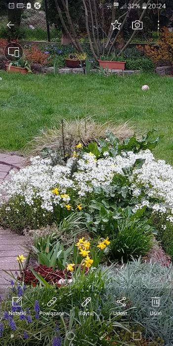 Gęsiówka macedońska na skalniak