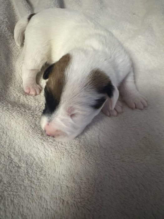 Цуценята джек расела