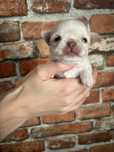 Chihuahua długowłosy chłopak