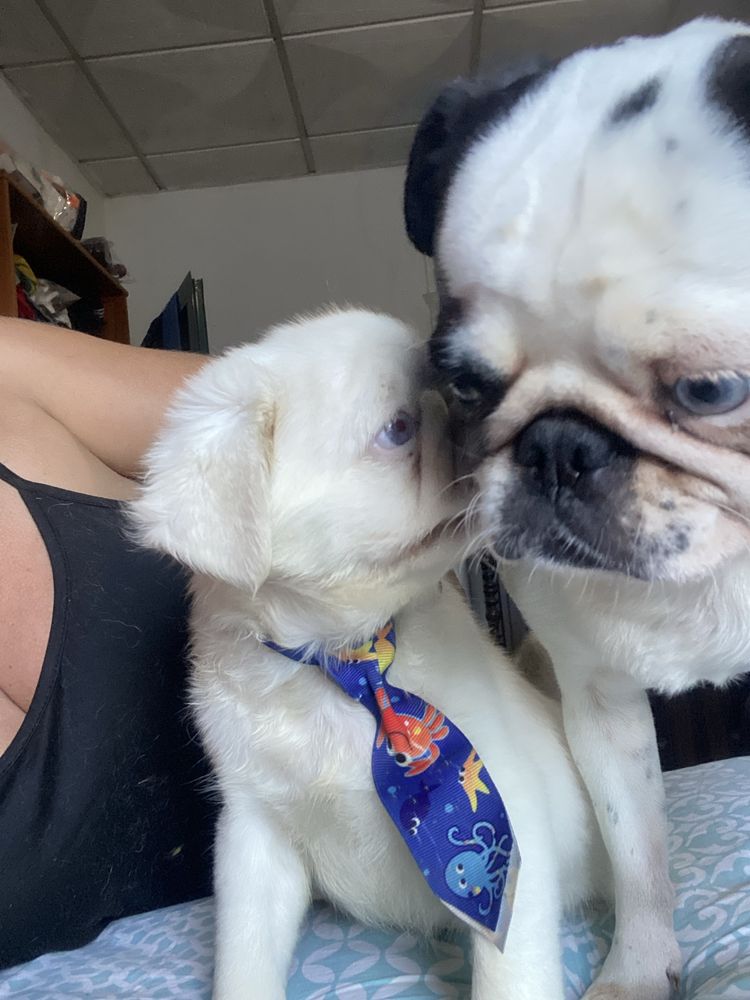 PUG PINK FLUFFY (pêlo longo)