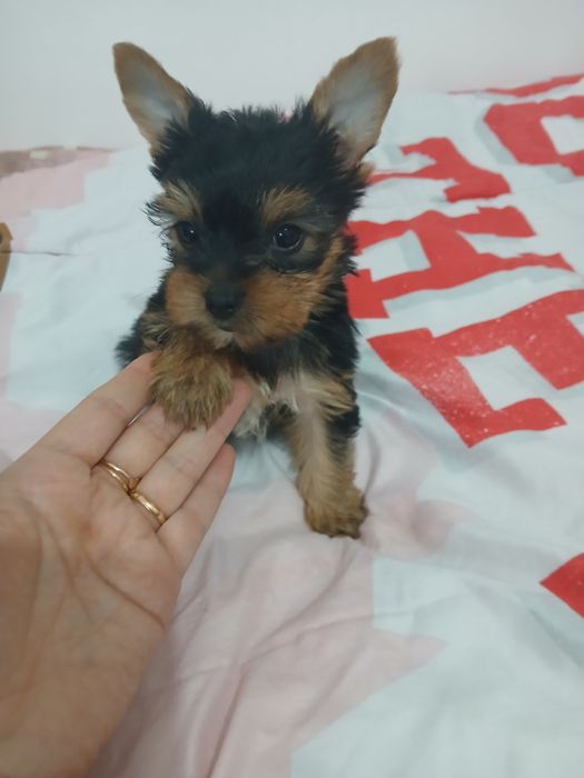 Yorkshire terrier macho  mini