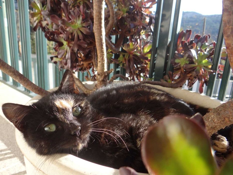 Três gatinhas para adoção responsável