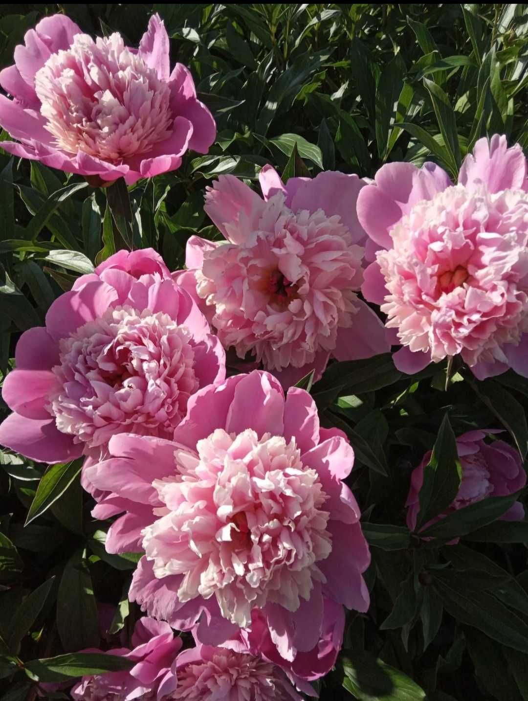 Розовый ароматный пион с крупными соцветиями (саженцы)