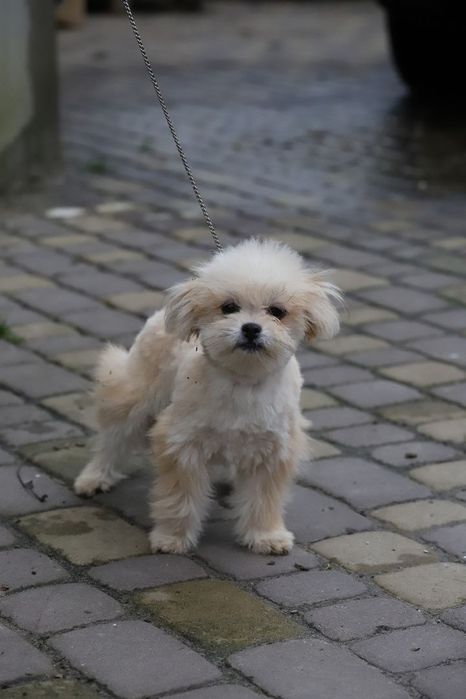 Пальтипу мальчик мини