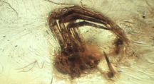 Bursztyn inkluzja wymarły pająk Araneae 40 mln lat.