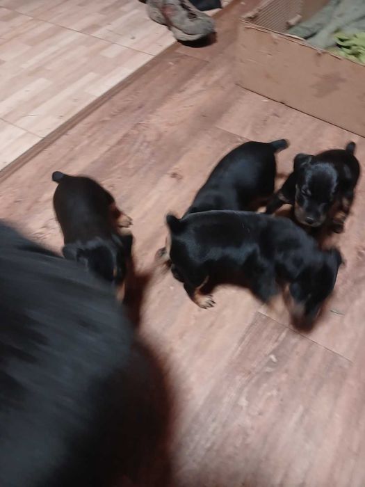 Цуценята породи ягдтерьєр